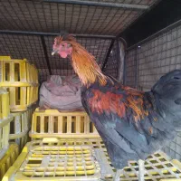 مرغ و خروس|حیوانات مزرعه|خمینی‌شهر, |دیوار