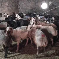 میش بز شیشک|حیوانات مزرعه|دورود, |دیوار