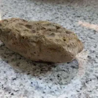 فسیل صدفی دو کفه ای برای 23 میلیون سال قبل|کلکسیون اشیاء عتیقه|قم, انسجام|دیوار