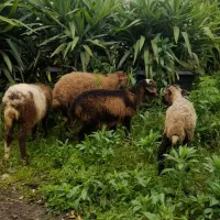 فروش بره جواهردشتی