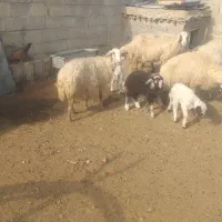 ۹عدد میه سه تاش زایمان کرده|حیوانات مزرعه|ثلاث باباجانی, |دیوار