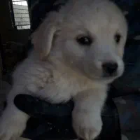 فروش 4 عدد توله