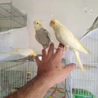 کوتوله یک جفت هلندی تازه دون خور|پرنده|تهران, شهرک امید|دیوار