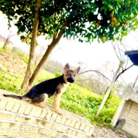 توله ژرمن نر