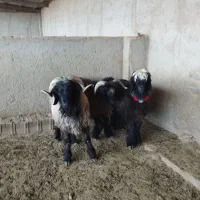 فروش بره و کهره  داشتی بختیاری|حیوانات مزرعه|شیراز, دارالرحمه|دیوار