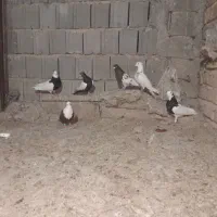 کبوتر بهبهونی نر رنگی