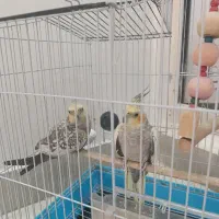 عروس هلندی