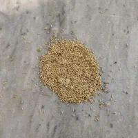 گوش دنی یا تخم کتان