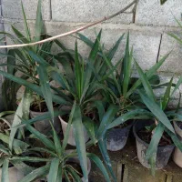 گل یوکا|گل و گیاه طبیعی|دالخانی, |دیوار