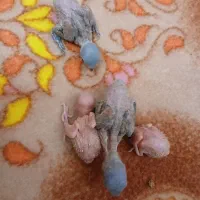 جوجه کوتوله برزیلی|پرنده|خمینی‌شهر, |دیوار