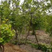 فروش خانه ویلایی ۱۰۰ متری ۲ خوابه.جای تخفیف دارد.|فروش خانه و ویلا|پیشوا, |دیوار