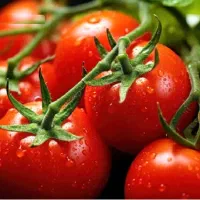 انگور عسگری و گوجه|خوردنی و آشامیدنی|قم, قلعه کامکار|دیوار