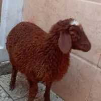 بره ماده جمع کردنی سالم