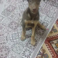 دوبرمن خالص بلوطی واکسی پدرمادر اصیل شاه توله|سگ|بروجرد, |دیوار