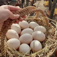 تخم اردک نطفه دار برای جوجه کشی
