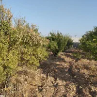 باغشهری(باغ شهری) کنتور آب و برق ۲۴ ساعته دارنگون|فروش زمین و ملک کلنگی|شیراز, تلخ داش|دیوار