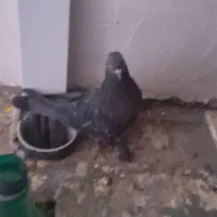 کفتر گرفتنی و...