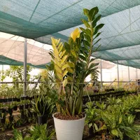 گلفروشی آمیتیس|گل و گیاه طبیعی|گنبد کاووس, |دیوار