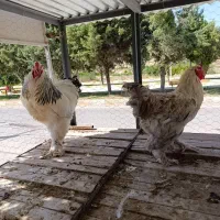 خروس برهما اصل ۲ عدد هیکلی سرحال