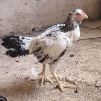 مرغ لاری|حیوانات مزرعه|هرسین, |دیوار
