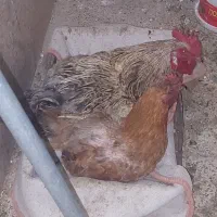 مرغ و خروس