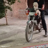 سگ پاپی