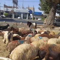 عرضه دام پرواری|حیوانات مزرعه|شهریار, شهرک شاهد|دیوار