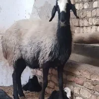 دام با کیفیت و گله داشتی|حیوانات مزرعه|زرند, |دیوار