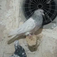 دوتا صید|پرنده|مشهد, شهید آوینی|دیوار