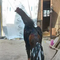 خروس لاری اوشامو