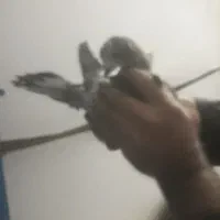 کبوتر پرشی روزگاری