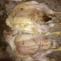 تلفات برای خوراک سگ گربه