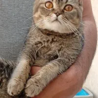 گربه اسکاتیش آنفولد بلک گلد لانگ هر