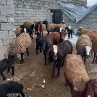 فروش میش گوسفندهای بابره