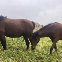 مادیان و کره اسب