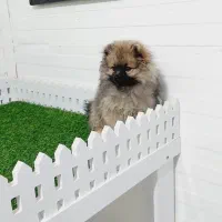 سگ پومرانین