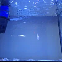 آکواریوم و ماهی