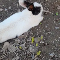 خرگوش|موش و خرگوش|نیشابور, مازول|دیوار