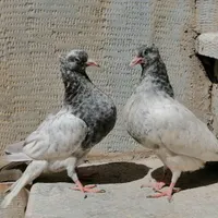 کله آبی|پرنده|سمیرم, |دیوار