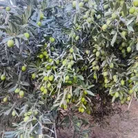 تعداد ۶۰ عدد درخت زیتون حدود ۸۰ ساله  فروشی