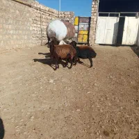 سلام دوعدمیش ابستن