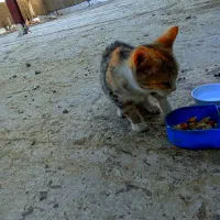 گربه خانگی
