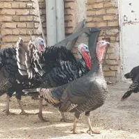 بوقلمون تعداد ۱۸ عدد|حیوانات مزرعه|تربت‌حیدریه, بازار|دیوار