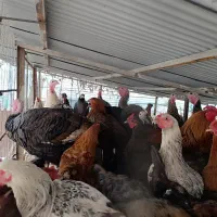 بوقلمون غو غاز