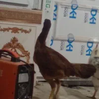 مرغ لاری|حیوانات مزرعه|جوانرود, |دیوار