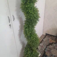 درختچه تمیز درحدنو|گل مصنوعی|قم, زند آباد|دیوار