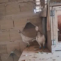 کبوتر پرنده دوتا قلدر