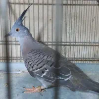 کبوتر زینتی خانگی