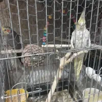 مجسمه....عروس هلندی جفت و جوجه