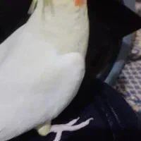 عروس هلندی ماده آماده اماده